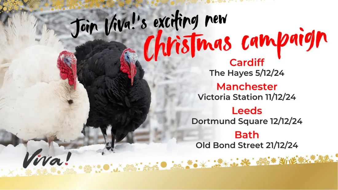 Join Viva!’s exciting new Christmas campaign! - Bath