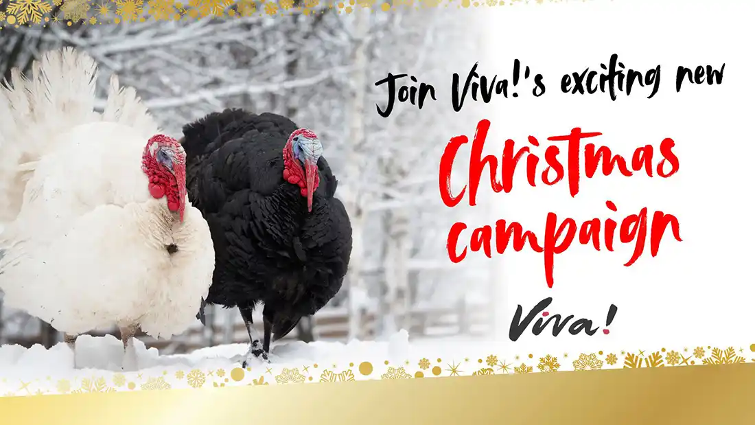 Viva! Christmas Outreach Event London